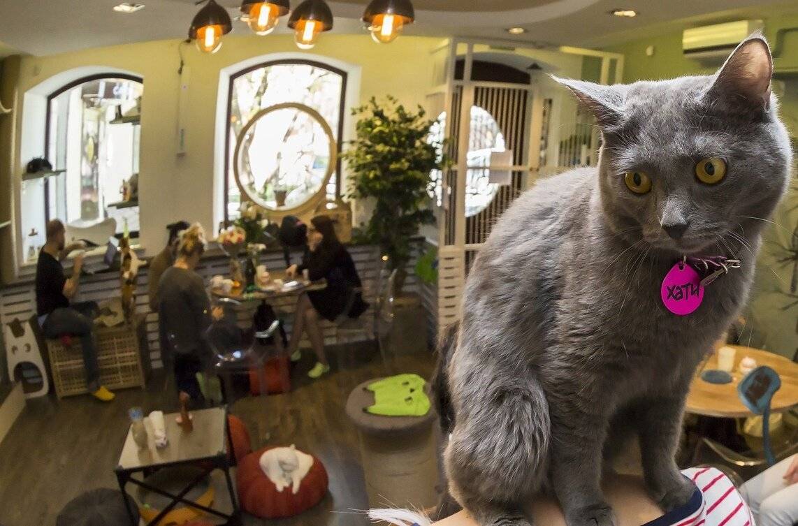 Кафе с кошками в москве и санкт-петербурге: адреса