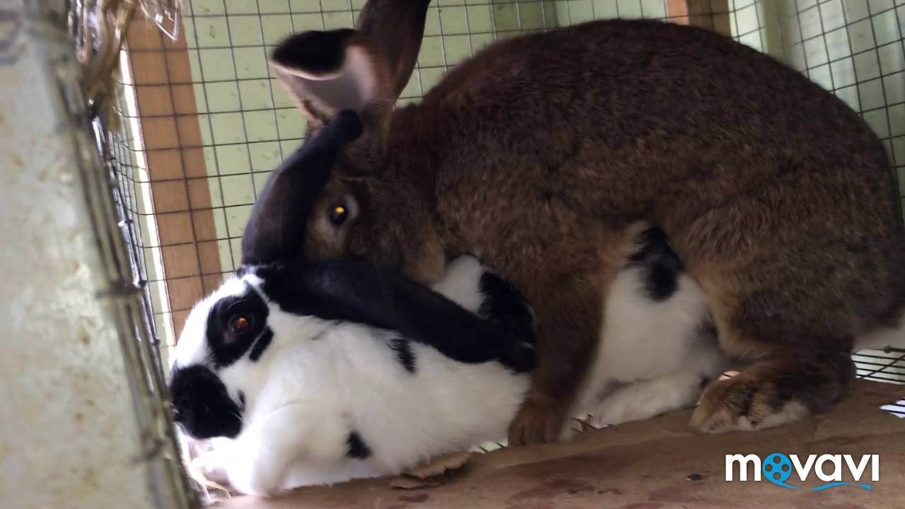 Спаривание кроликов: основные правила. случка кроликов. размножение декоративных кроликов
