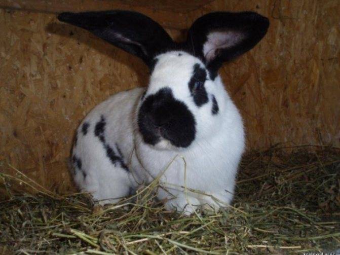 Описание и особенности содержания кроликов породы строкач
