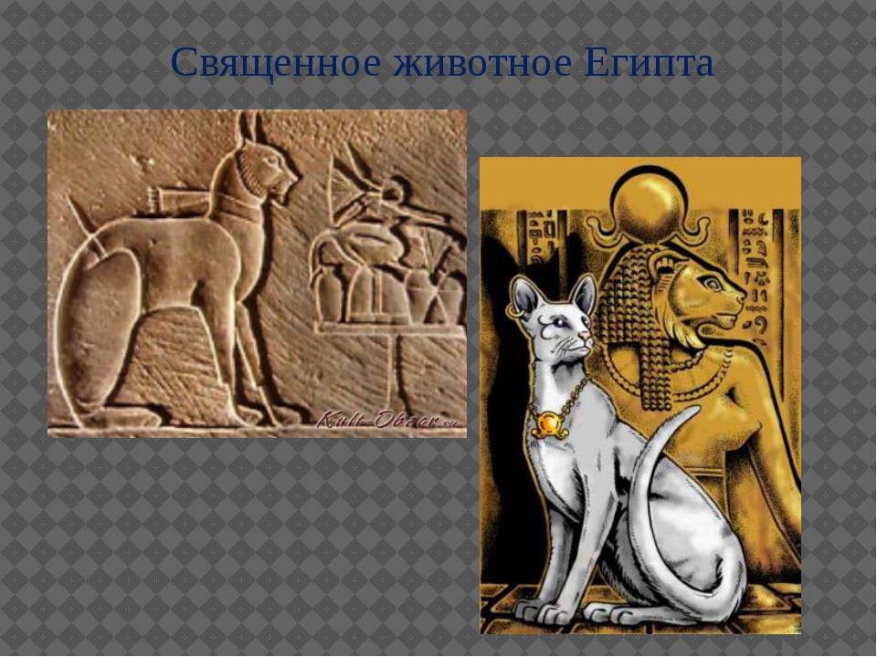 Презентация на тему "культ кошек в древнем египте"