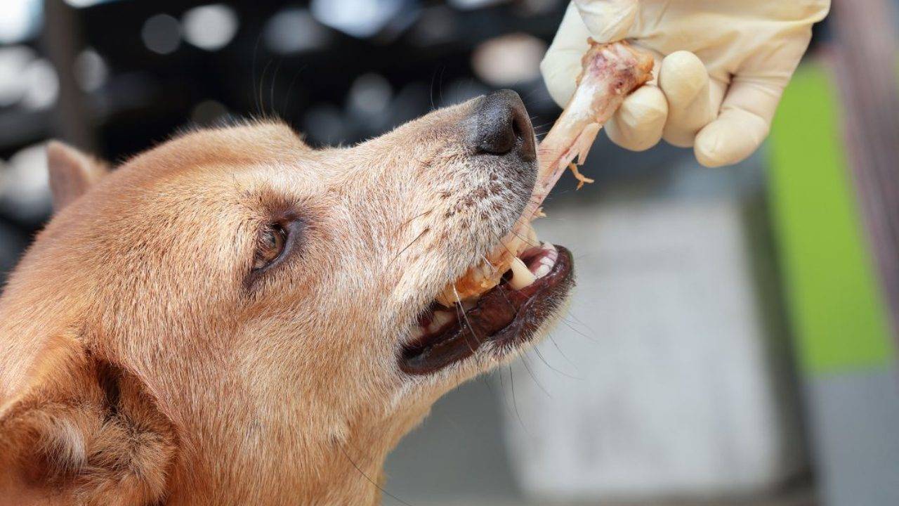 Можно ли давать собаке куриные кости?