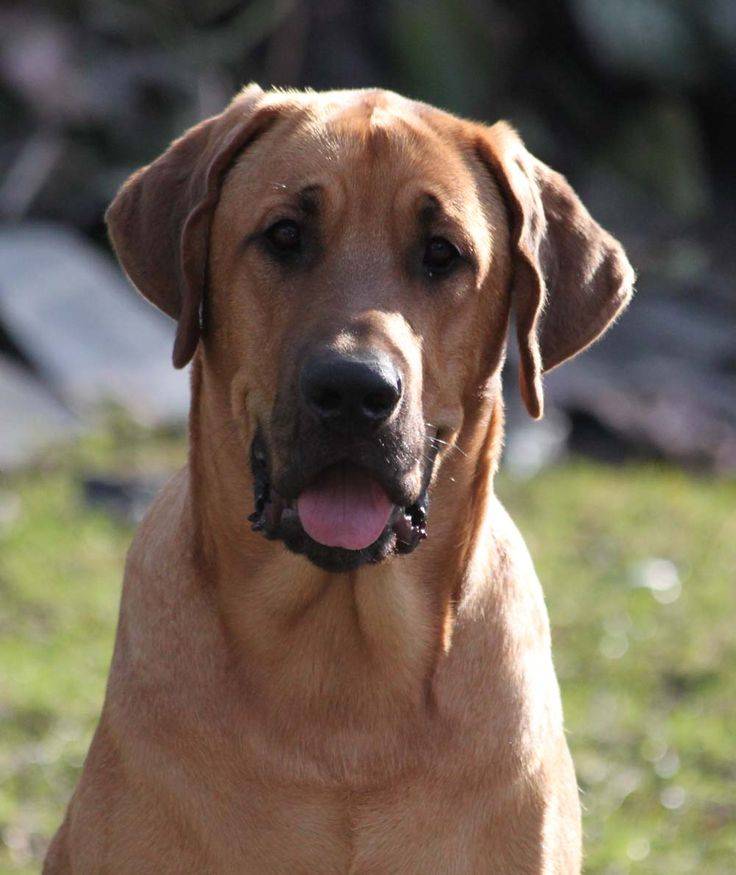 Ротвейлер собака. описание, особенности, уход и цена ротвейлера | sobakagav.ru