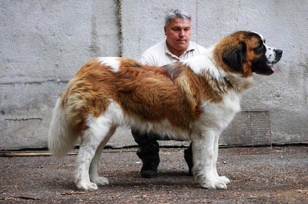 Самая большая собака в мире | какая порода, фото