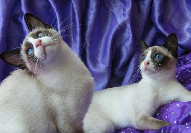 Порода кошек сноу-шу (фото): кошачья аристократия в ореховых тонах