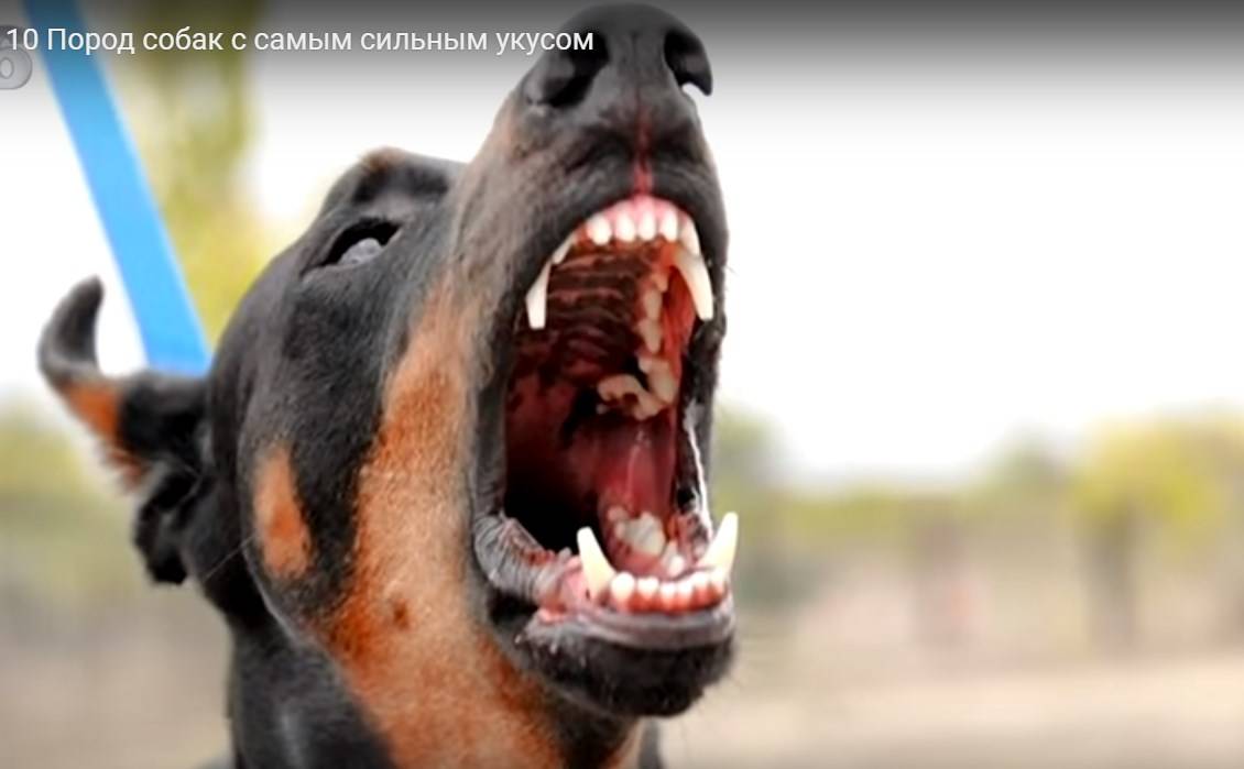 Сила сжатия челюстей собак и в чем она измеряется: у какой породы самый сильный
