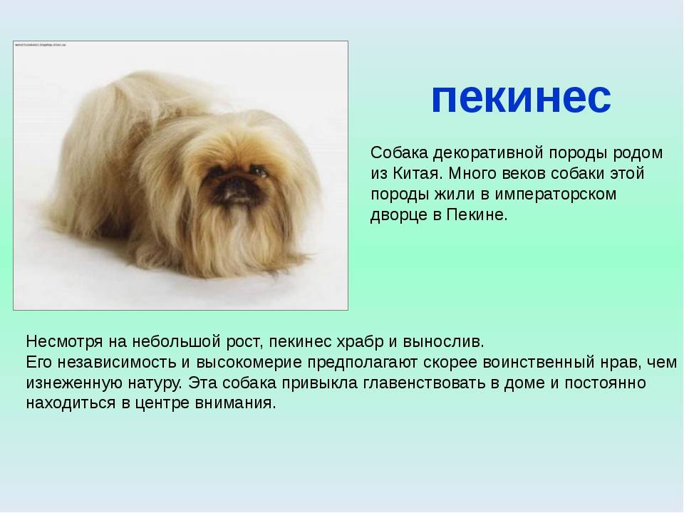 Мальтезе: мини и стандарт, разница между ними, характеристики взрослых особей и щенков мальтийской болонки, сравнение с другими маленькими собаками, фото