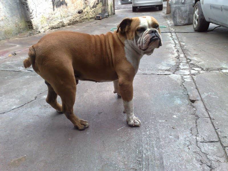 Бразильский бульдог: все, что нужно знать о породе собак