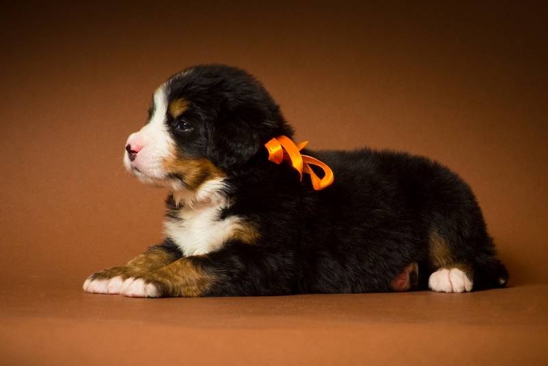 Описание породы собак бернский зенненхунд с отзывами владельцев и фото