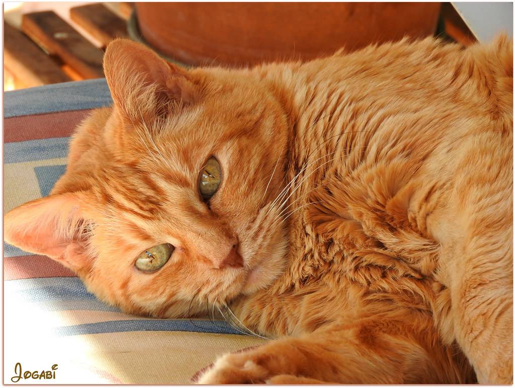 Панкреатит у кошек вирусный, острый и хронический: симптомы, лечение в домашних условиях, чем кормить