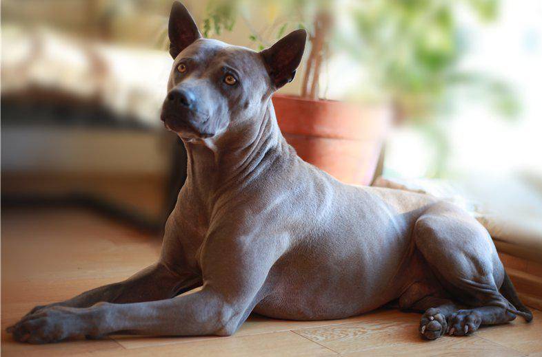 Тайский риджбек: характеристика породы собак, отзывы владельцев