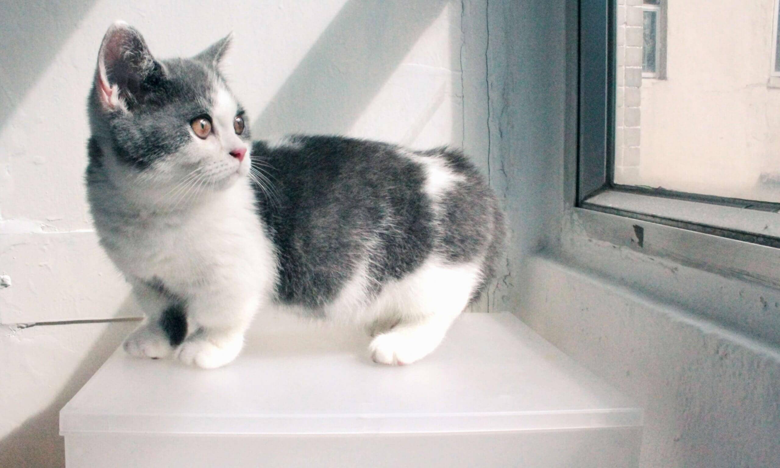 Манчкин кошка: описание, характер, фото, цена, содержание