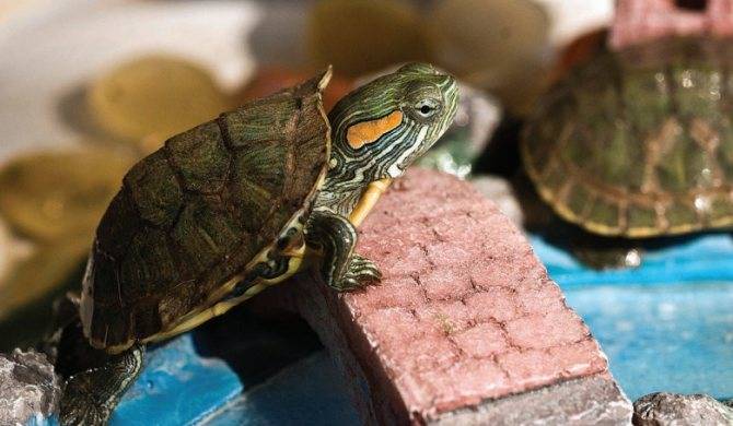 Болотная черепаха уход в домашних условиях|советы от питомца