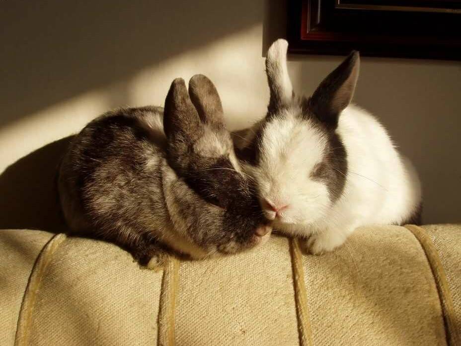 Как спят декоративные кролики: с открытыми глазами или нет