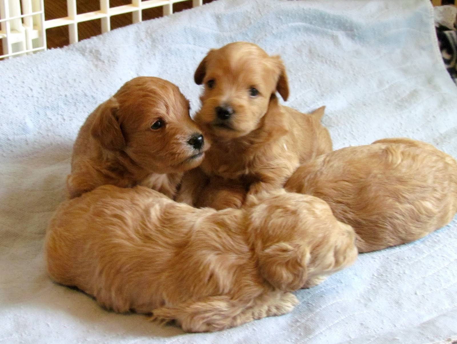 Гипоаллергенные собаки (41 фото): список маленьких и больших пород неаллергенных собак для квартиры. как выбрать щенка для детей?