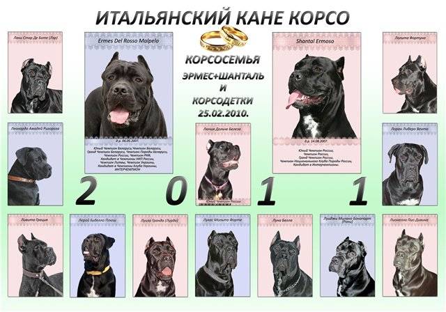 Кане корсо собака. описание, особенности, уход и цена кане корсо | sobakagav.ru