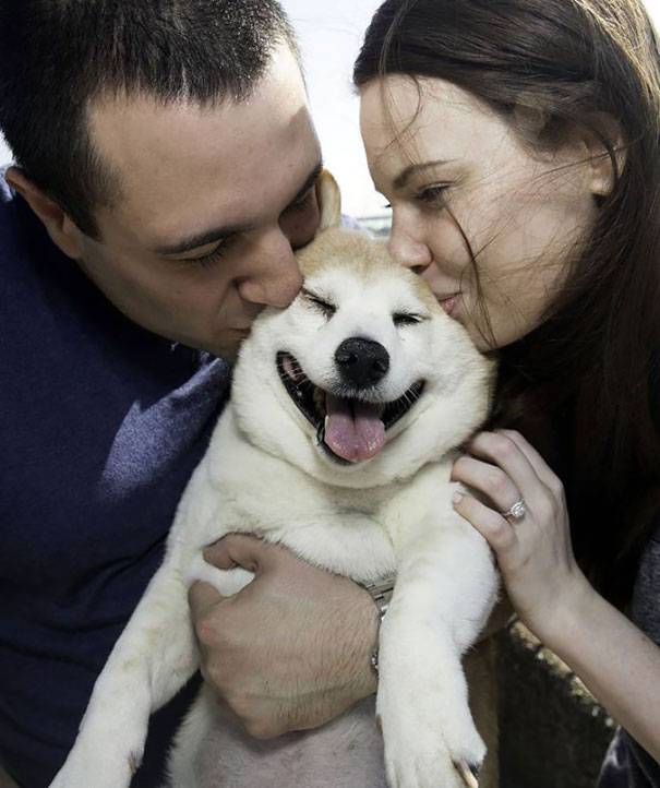 Улыбающаяся собака – какие породы собак могут улыбаться?