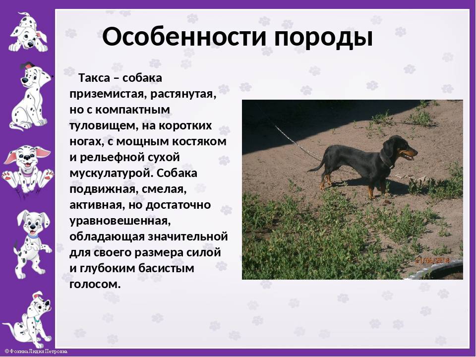 Такса: подробное описание породы собак с фото и видео