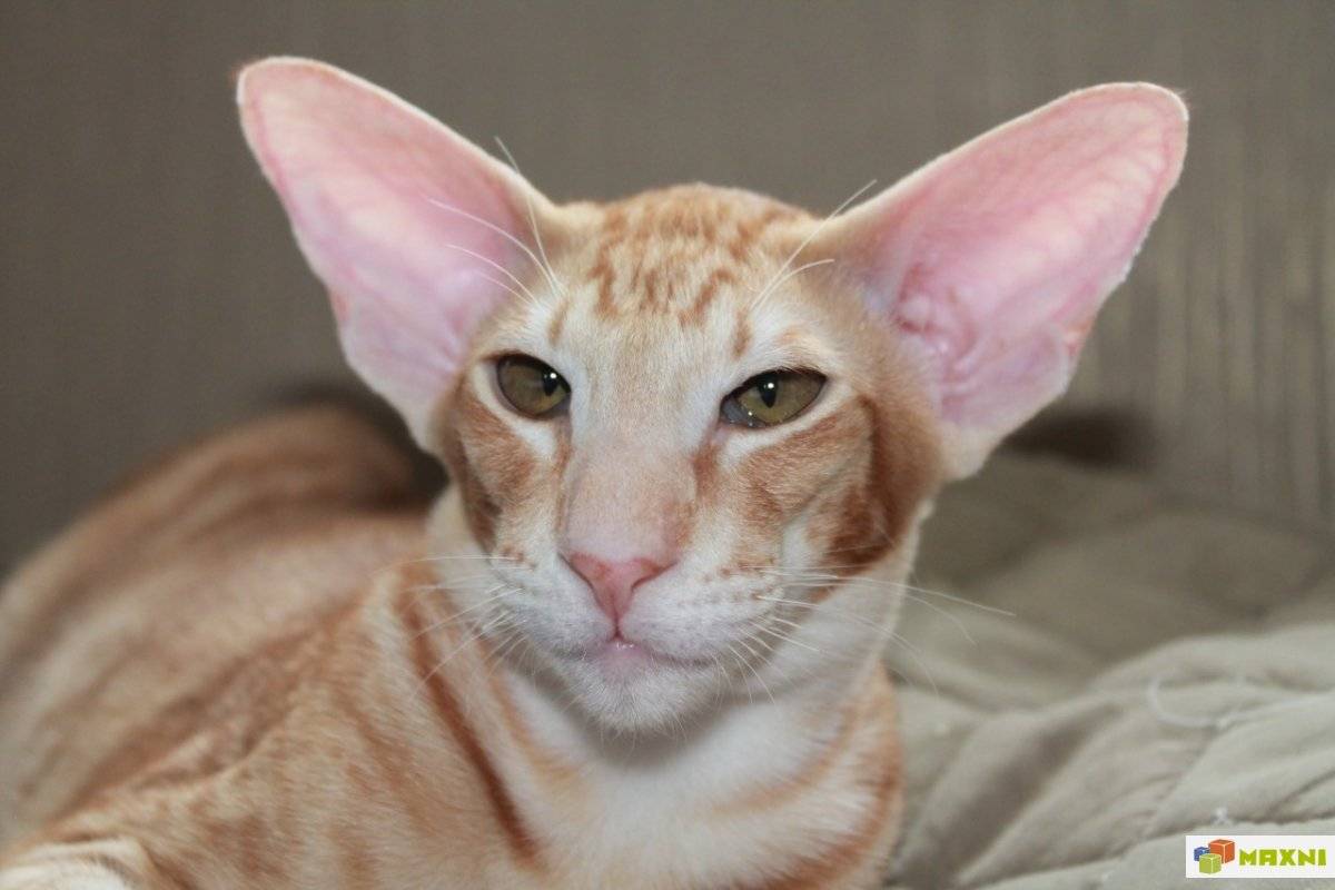 Примеры как называются породы кошек с длинными ушами и вытянутой мордой