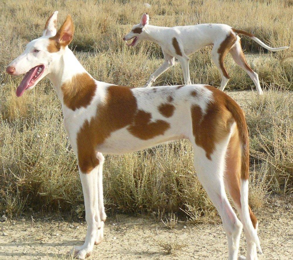 Как выглядят собаки поденко ибиценко: особенности ивисской борзой породы