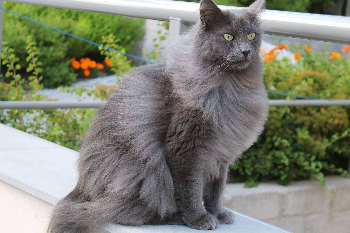 Нибелунг (кошка): фото, цена котенка, описание породы и характера, уход