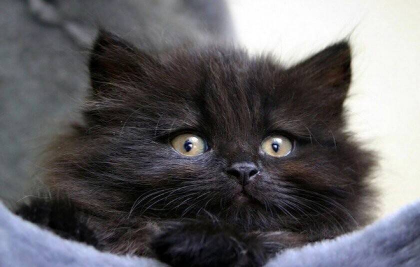 Как назвать чёрного кота. выбор прикольной и подходящей клички для вашего питомца. красивые имена для котят, девочек и мальчиков. имя для чёрной кошки