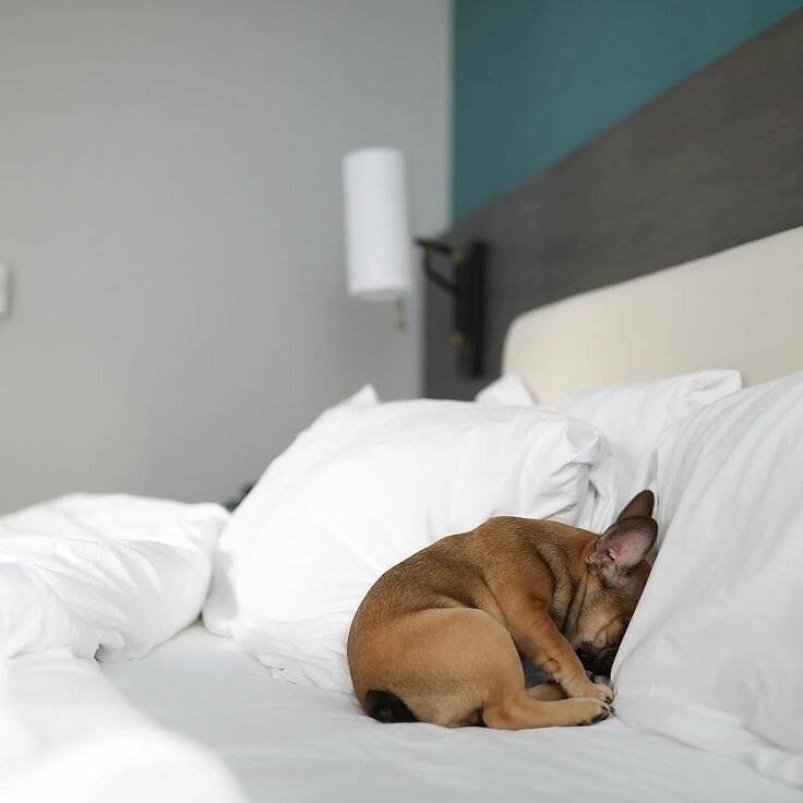 Можно ли разрешать собаке спать в хозяйской постели? — обсуждение в группе "собаки" | птичка.ру
