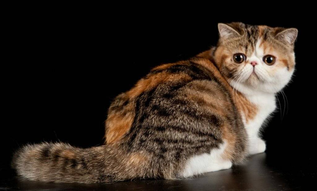 Кошка с приплюснутой мордой порода название