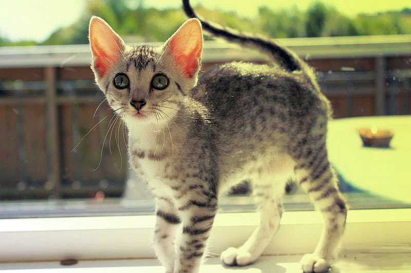 Египетская кошка мау. особенности, образ жизни и уход за египетской кошкой мау | животный мир