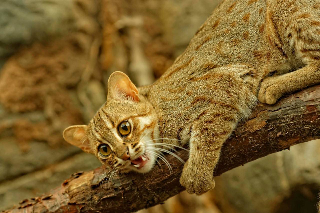Все о ржавой кошке - самом маленьком диком коте в мире, сколько он стоит