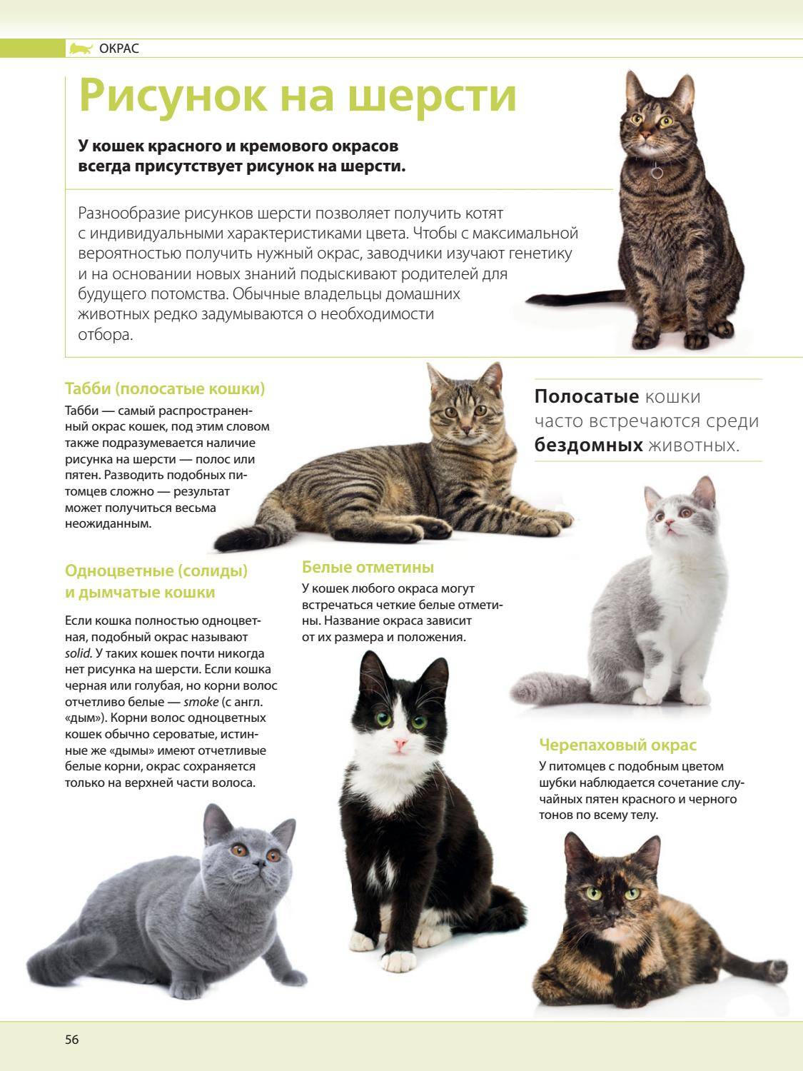 Самые умные породы кошек: какие представители семейства кошачьих входят в топ-10?