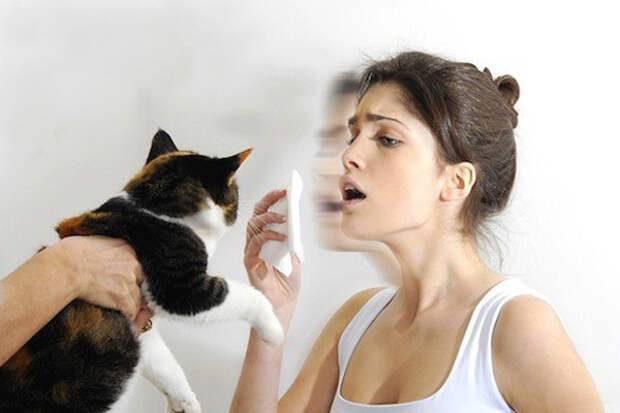 Аллергия на шерсть кошек и других животных