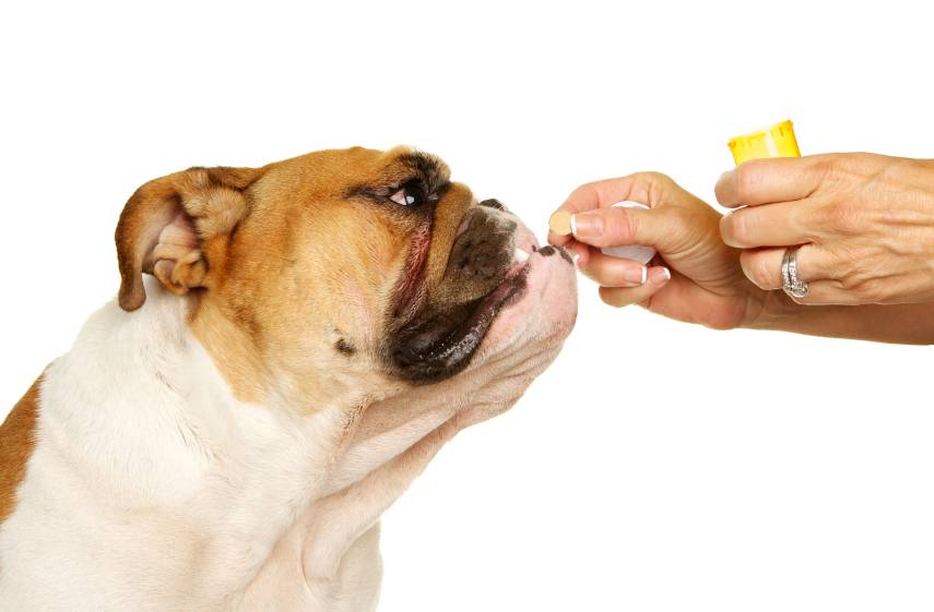 Как дать таблетку собаке: как дать лекарство собаке в виде таблетки, капсулы или жидкости, 5 способов
