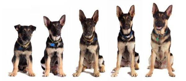 Особенности щенков немецкой овчарки до года, фото малышей в 1, 2, 3 и 4 месяца. как выбрать и ухаживать за собакой?