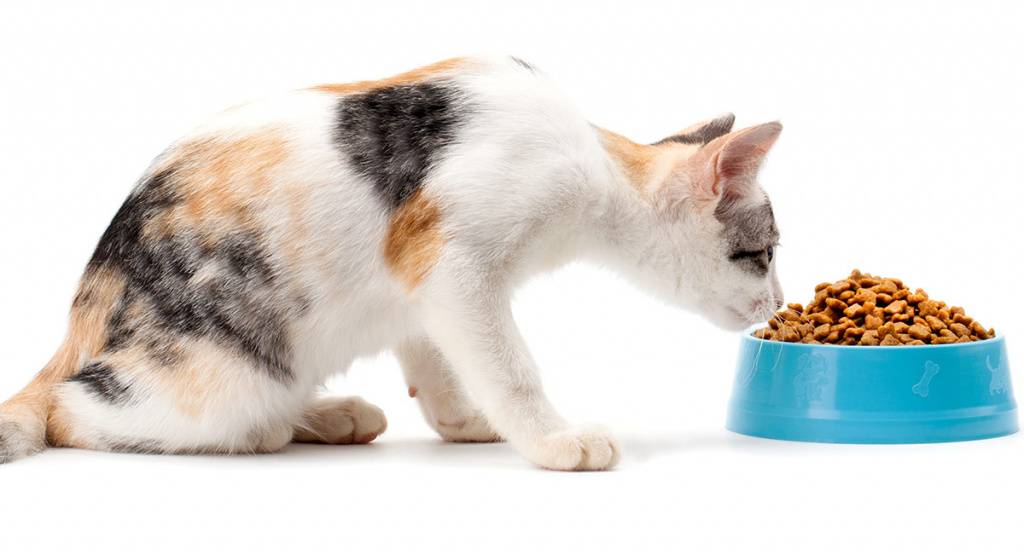 Почему кошка закапывает еду — выявляем главные причины