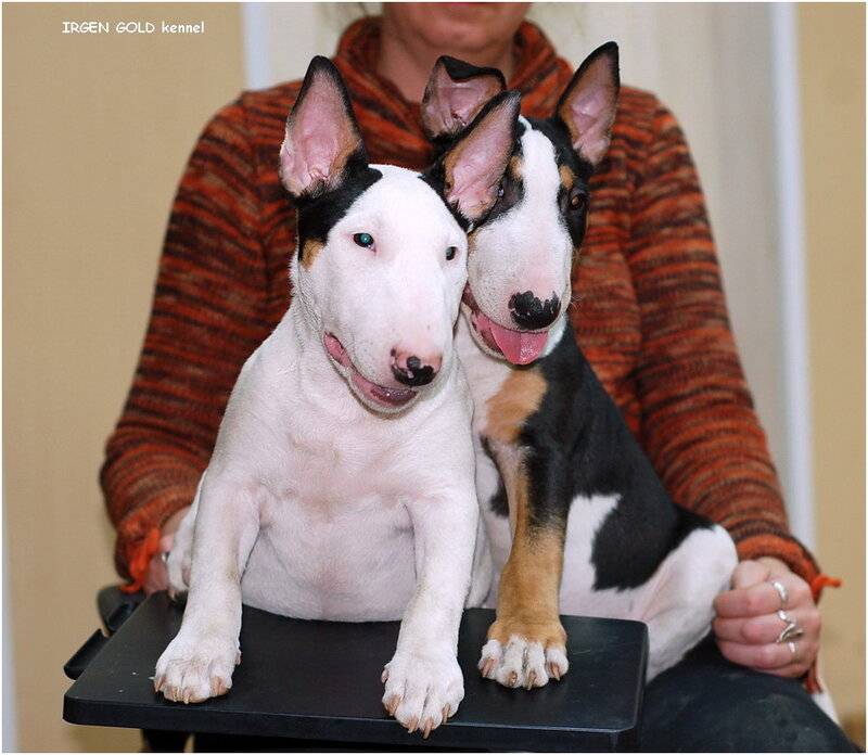 Порода собак миниатюрный бультерьер: фото, видео, описание породы и характер