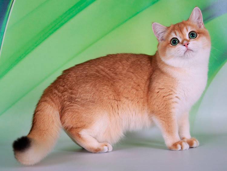 Кошка золотая шиншилла (35 фото): особенности котят золотистой породы, различия кошек шотландского и английского происхождения, черты характера животного