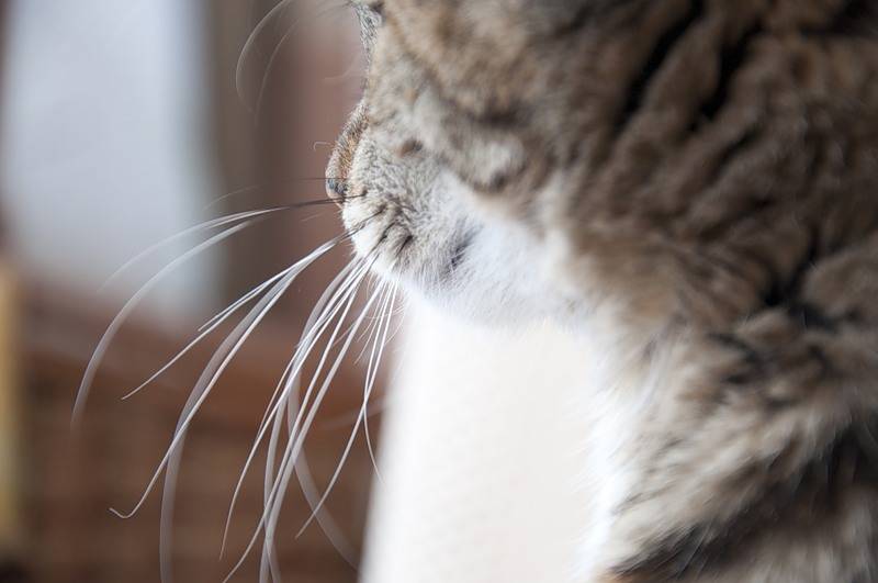 Почему коты не бреют усы? зачем вообще котам усы — ответ на волнующий вопрос — 4 лапки