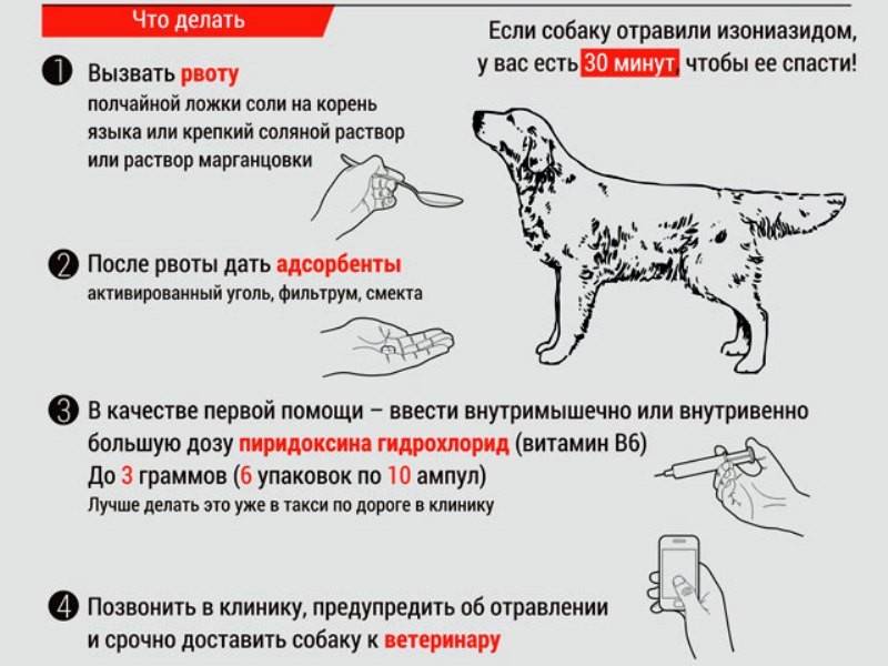 Собака съела крысиный яд: признаки и экстренная помощь