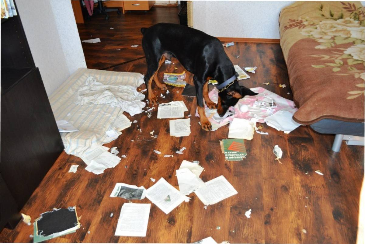 Как отучить собаку грызть мебель: народными средствами в отсутствии хозяина