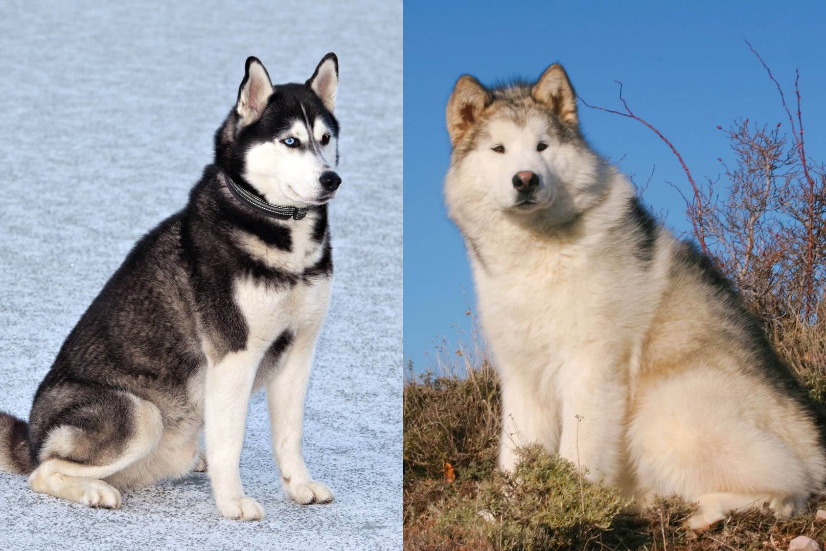 Какие бывают хаски: подробное описание внешности сибирской породы собак