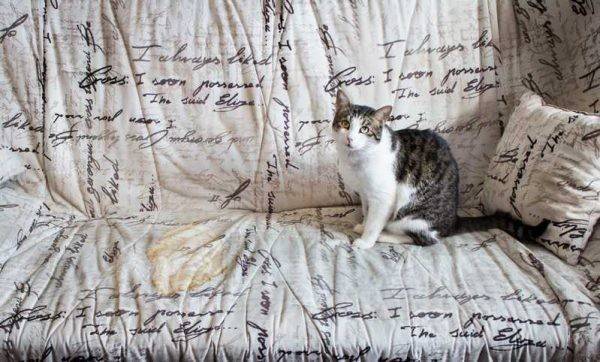 Кошка писает на кровать: что делать хозяину