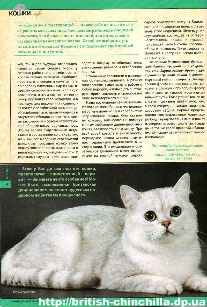 Персидская шиншилла кошка – пушистая красавица