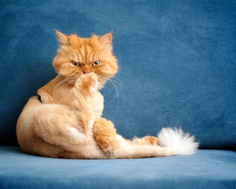 Персидская кошка: фото, описание породы, купить персидскую кошку, объявления с фото