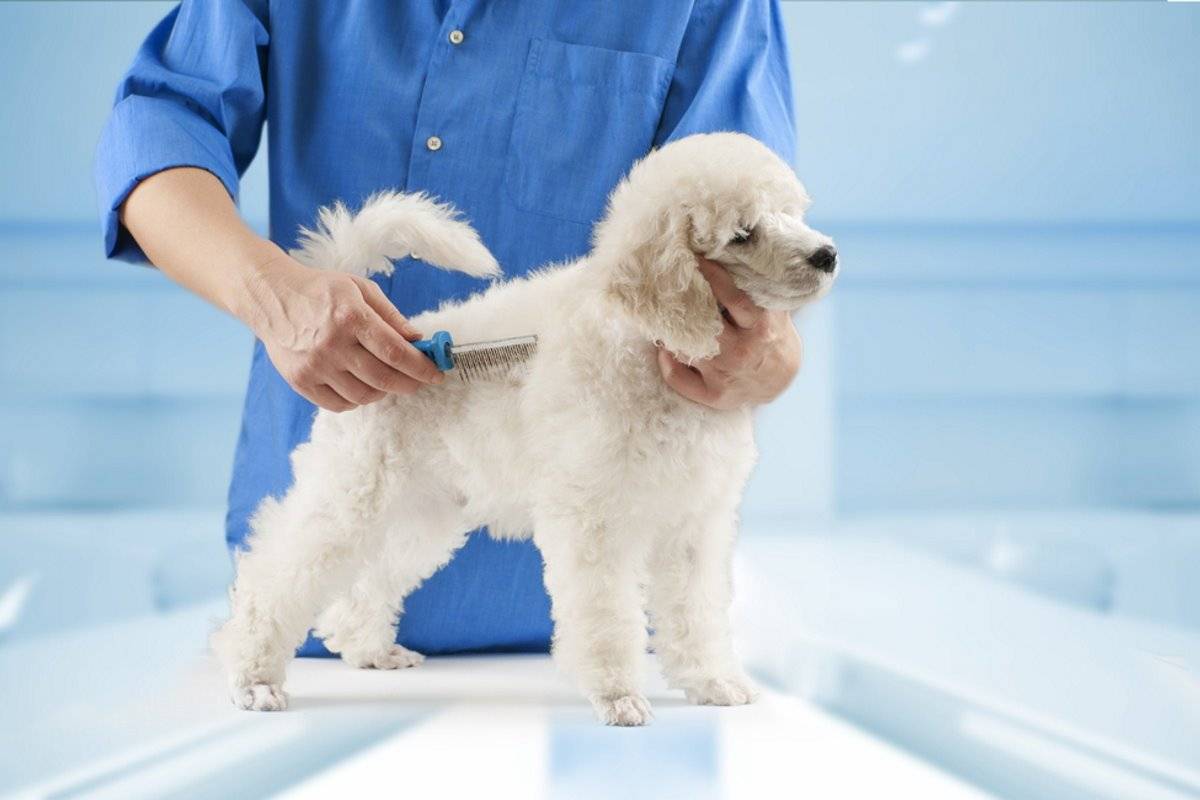 Гипоаллергенные собаки: список гипоаллергенных пород собак для квартиры