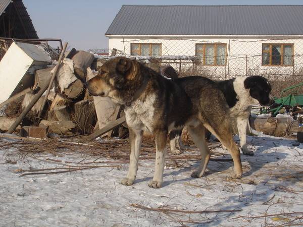 Характеристика породы среднеазиатских овчарок: особенности породы собак алабай