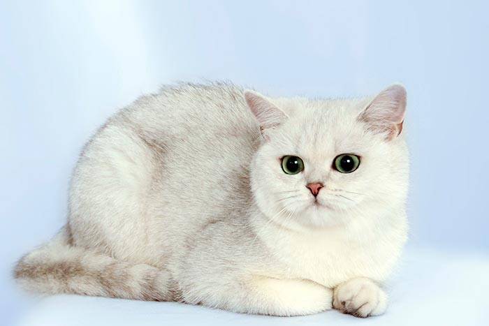 Кошка шиншилла – описание и история породы, характер, особенности ухода