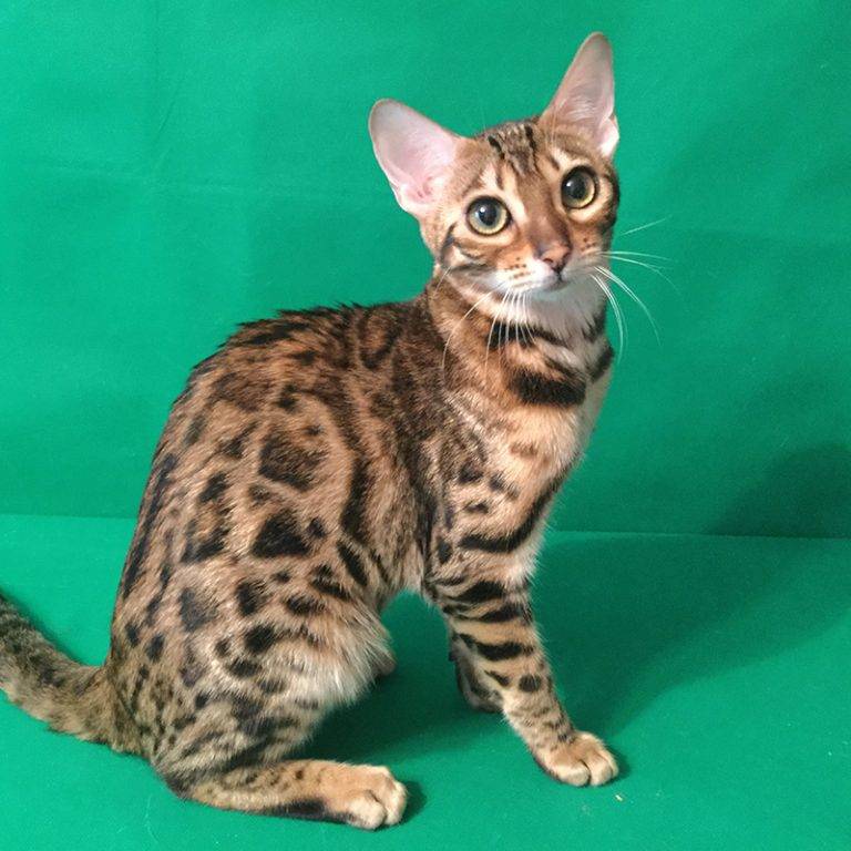 Бенгальская кошка: фото, цена, описание породы, отзывы и характер