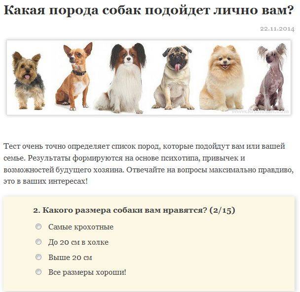 Как узнать породистый. Собаки подходящие для квартиры. Подобрать породу собаки тест. Как выбирать породу. Как выбрать собаку.