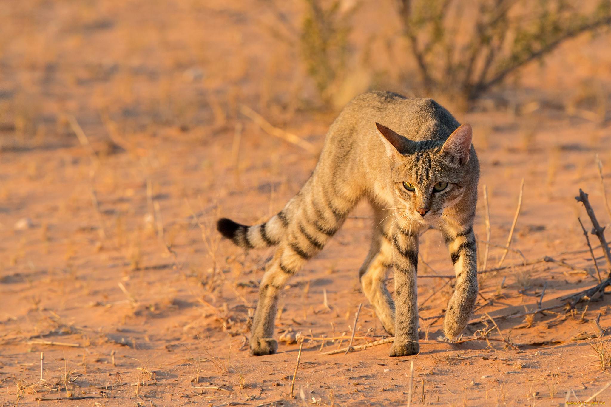 Дикий африканский кот: описание внешности и характера, ареал обитания, размножение и жизнь в неволе