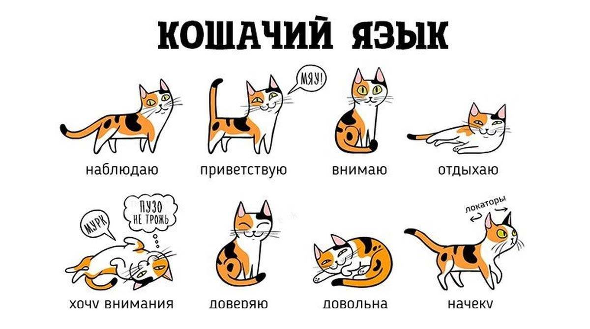 Как понять своего любимца. переводчик кошачьего языка